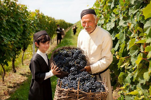 Ртвели, участие в сборе винограда, Туры по Грузии