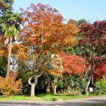 Botanical Garden, Batumi