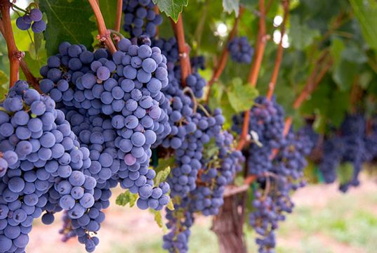 РТВЕЛИ В ГРУЗИИ Ртвели