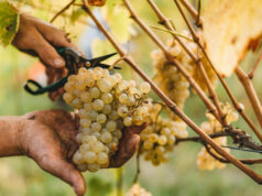 Приглашаем на сбор винограда в Кахетию Приглашаем на сбор винограда в Кахетию