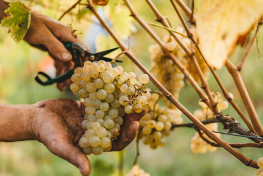 Приглашаем на сбор винограда в Кахетию Приглашаем на сбор винограда в Кахетию